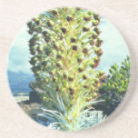 Flowering Mountain Succulent flowers Coaster