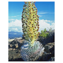 Flowering Mountain Succulent Full Color Flyer