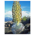 Flowering Mountain Succulent Full Color Flyer