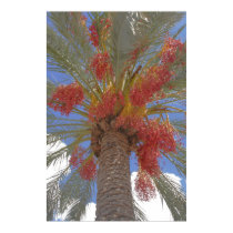 Flowering Palm posters