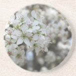 Flowering Pear Tree Bloom Coaster