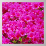 Flowering Pink Azalea Poster