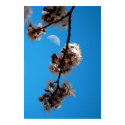 Flowering Plum Tree & Moon posters