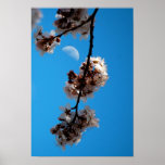 Flowering Plum Tree & Moon Posters