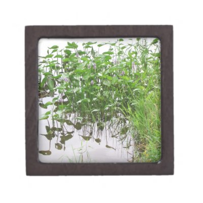 Buy flowering plants gifts - Flowering pond plants gift box Premium Jewelry Boxes