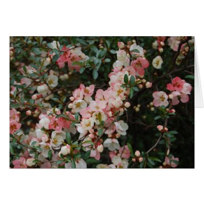 Flowering Quince - Central Park Cards