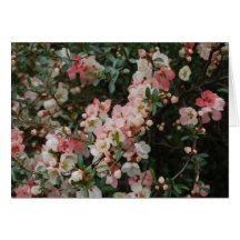 Flowering Quince - Central Park Cards