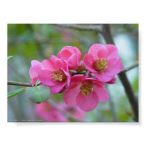 Flowering Quince posters by johnforbes Flowering Quince posters