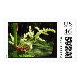 Flowering Rhubarb Stalks – Large stamp