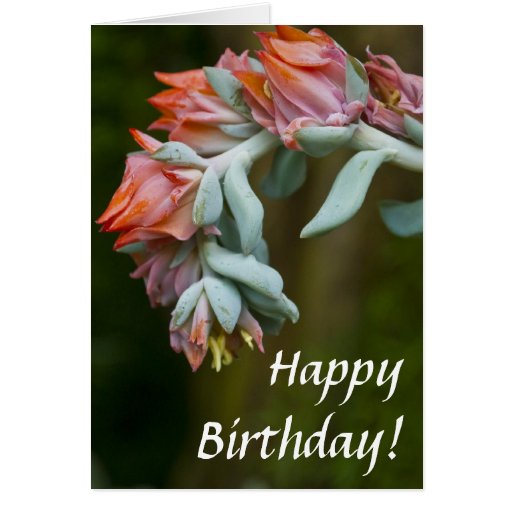Flowering Succulent Cards