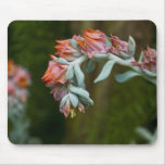 Flowering Succulent Mouse Pads
