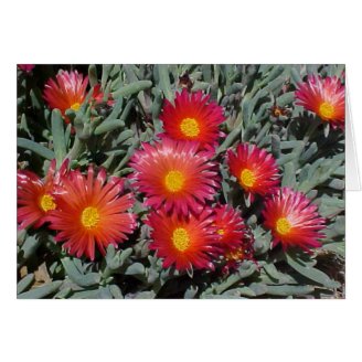 Dirty Adult Funny Stickers on Flowering Succulents Greeting Card Zazzle Card   Sacredwaste Com