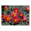 Flowering Succulents cards by janawhoop Flowering Succulents cards