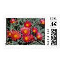 Flowering Succulents postage by janawhoop Flowering Succulents postage