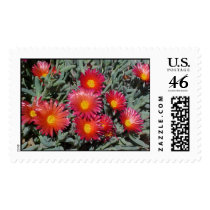Flowering Succulents postage