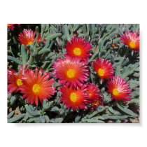 Flowering Succulents posters