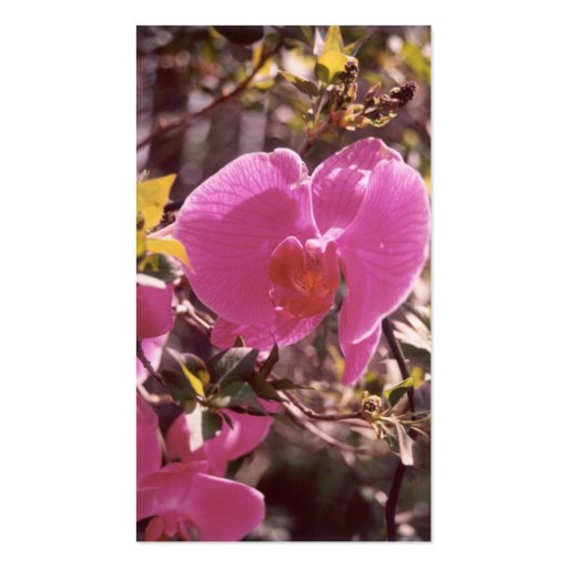 Flowering Sweet Pea-custom color Business Card (back side)