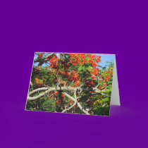 Flowering Tree - Kauai, Hawaii cards
