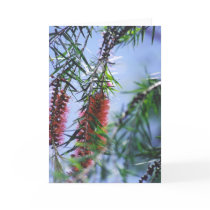 Flowering Tree - Mulala cards by HLBeach Flowering Tree - Mulala cards