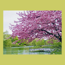 Flowering tree over lagoon posters