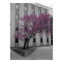 Flowering Tree posters