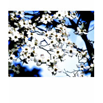 Flowering white dogwood shirt by nwillens Flowering white dogwood shirt