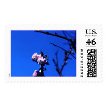 floweringalmond postage by gtk88594 floweringalmond postage