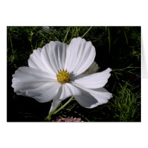 Flower'Ish-09, S.ish cards