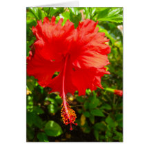 Flowerpot 2 cards
