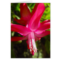Flowerpot 3 greeting cards