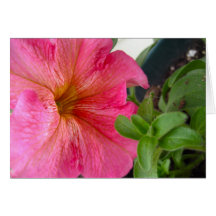 Flowerpot 4 card
