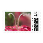 Flowers 014 stamp