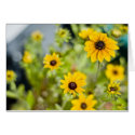 flowers 02 cards