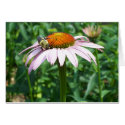 Flowers 10 cards