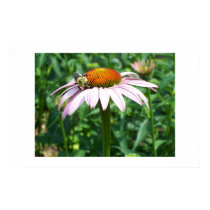 Flowers 10 posters