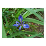 Flowers 13