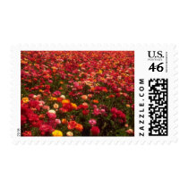 Flowers 143 postage stamps