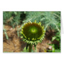 Flowers 15 cards