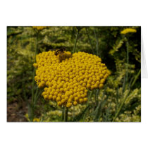 Flowers 16 cards