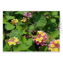 Flowers 17 cards