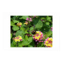 Flowers 17 posters