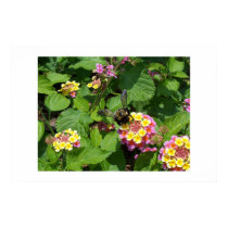 Flowers 17 posters