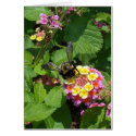 Flowers 17 - Vertical cards by boris01 Flowers 17 - Vertical cards
