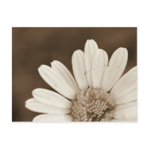 Flowers #1 postcards