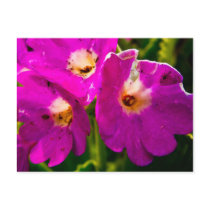 Flowers #1 postcards