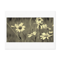 Flowers #2 postcards