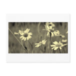 Flowers #2 post card
