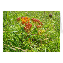 Flowers 6 cards