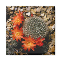 Flowers 70 magnets by StampsUSA Flowers 70 magnets