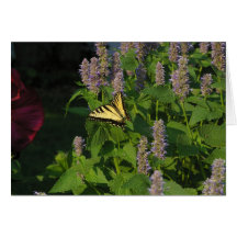 Flowers and buttlerfly cards